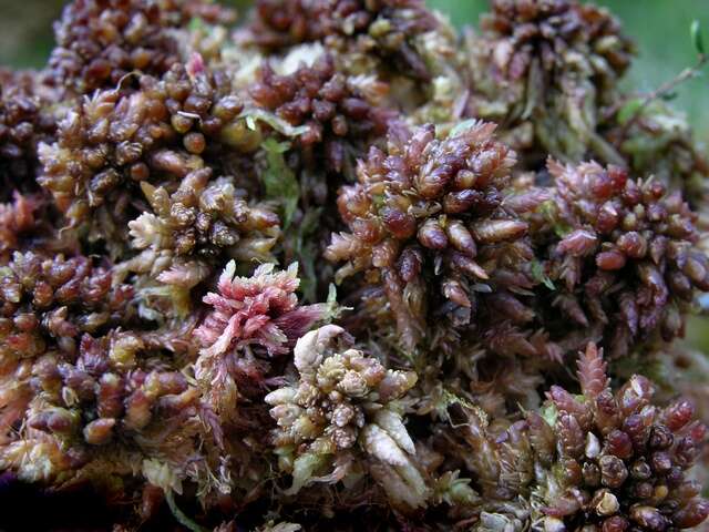 Imagem de Sphagnum magellanicum Bridel 1798