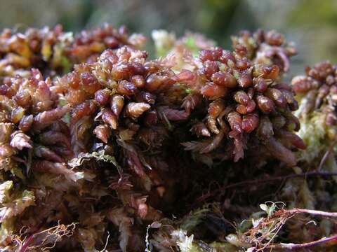 Image of Magellan's Sphagnum