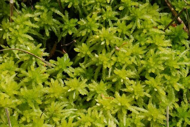 Imagem de Sphagnum palustre L. 1753