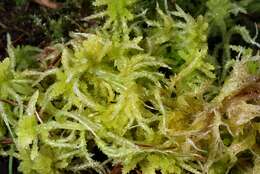 Imagem de Sphagnum palustre L. 1753