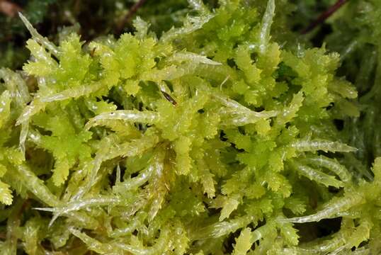 Image of Prairie sphagnum moss