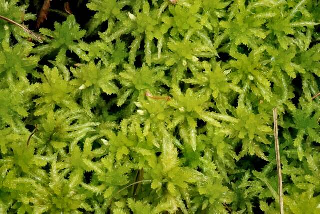 Imagem de Sphagnum palustre L. 1753