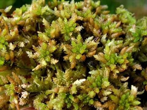 Image of papillose sphagnum