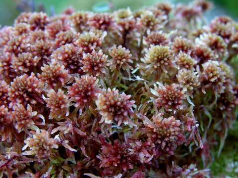Слика од Sphagnum rubellum Wilson 1855