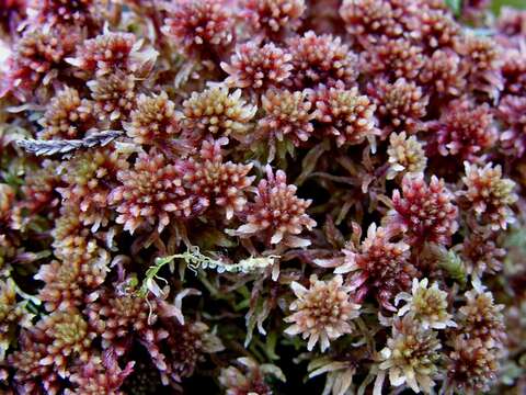 Слика од Sphagnum rubellum Wilson 1855
