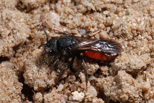 Image of Sphecodes Latreille 1804