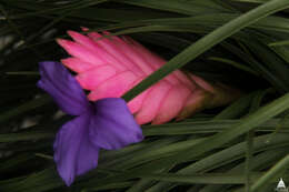 Image of Tillandsia guatemalensis