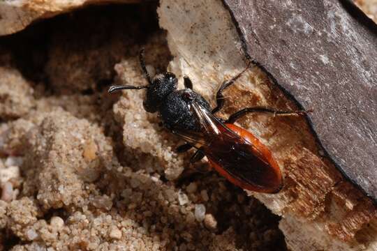 Image of Sphecodes Latreille 1804