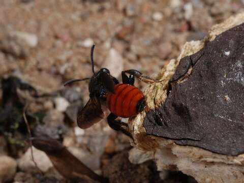 Image of Sphecodes Latreille 1804