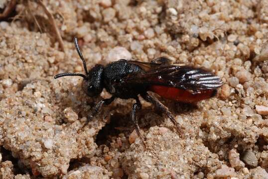 Image of Sphecodes Latreille 1804