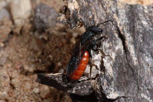 Image of Sphecodes Latreille 1804