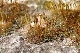 Image of tortula moss