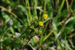 Plancia ëd Trifolium