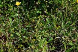 Plancia ëd Trifolium