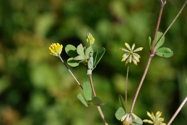 Image of clover