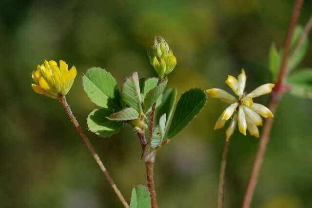 Image of clover