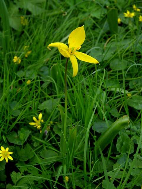 Image of Wild tulip