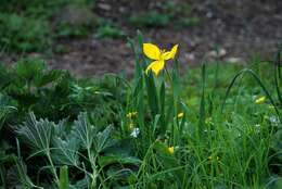 Image of Wild tulip