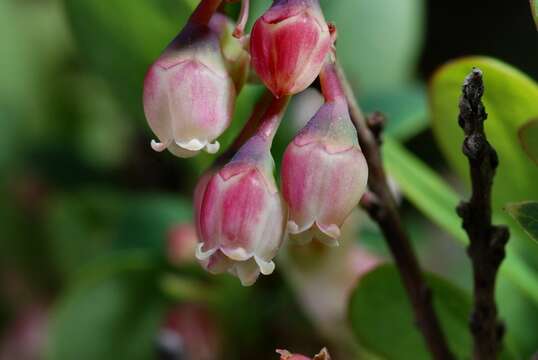 Image of blueberry