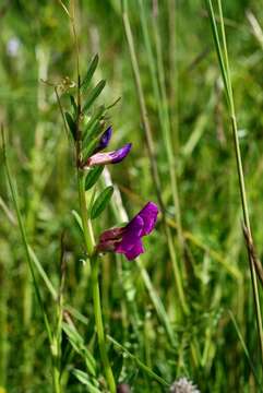 Imagem de Vicia sativa L.