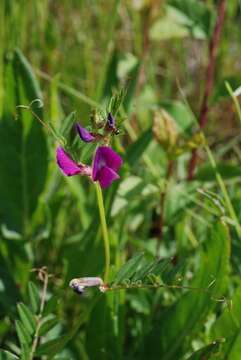 Imagem de Vicia sativa L.