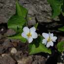 Image de Viola canadensis var. rugulosa (Greene) C. L. Hitchc.