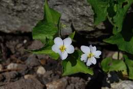 Sivun Viola canadensis L. kuva