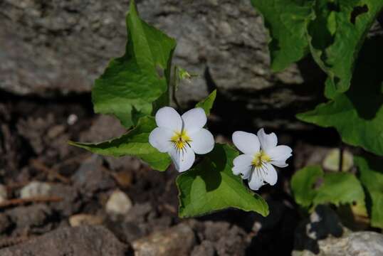 Imagem de Viola canadensis L.