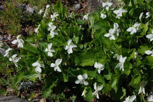 Image of striped cream violet