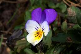 Image of violet