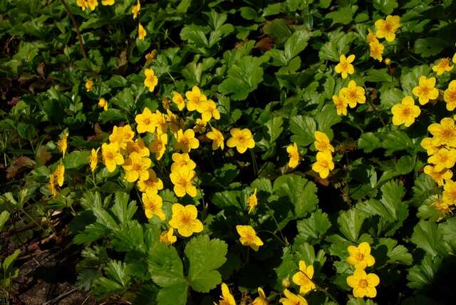 Image of Geum ternatum (Stephan) Smedmark