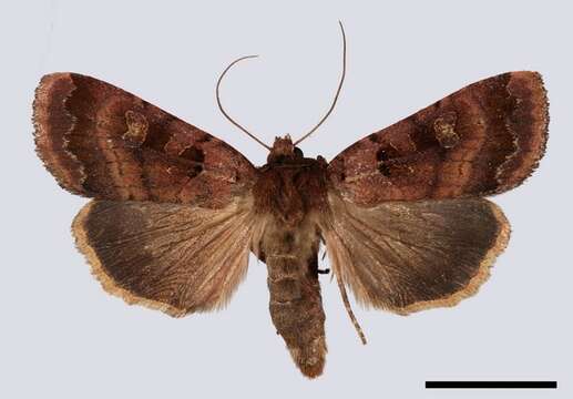 Image of Square-spotted clay moth