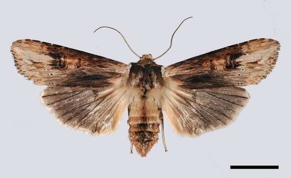 Image of Swordgrass Moths