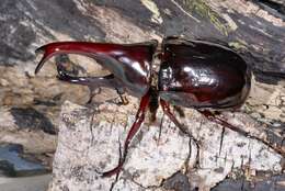 Image of Rhinoceros Beetles