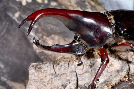 Image of Rhinoceros Beetles