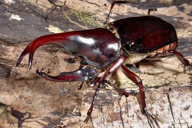 Image of Rhinoceros Beetles