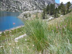 Image of Slender Wild Rye