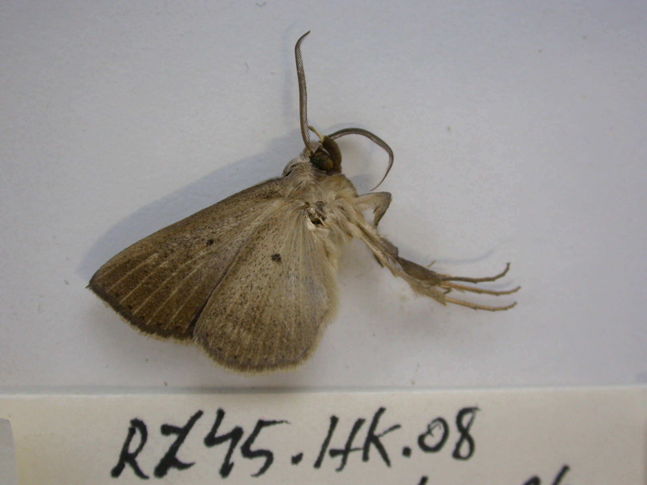 Image of Ugia insuspecta Galsworthy 1997