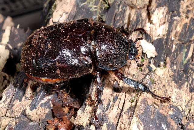 Image of Rhinoceros Beetles