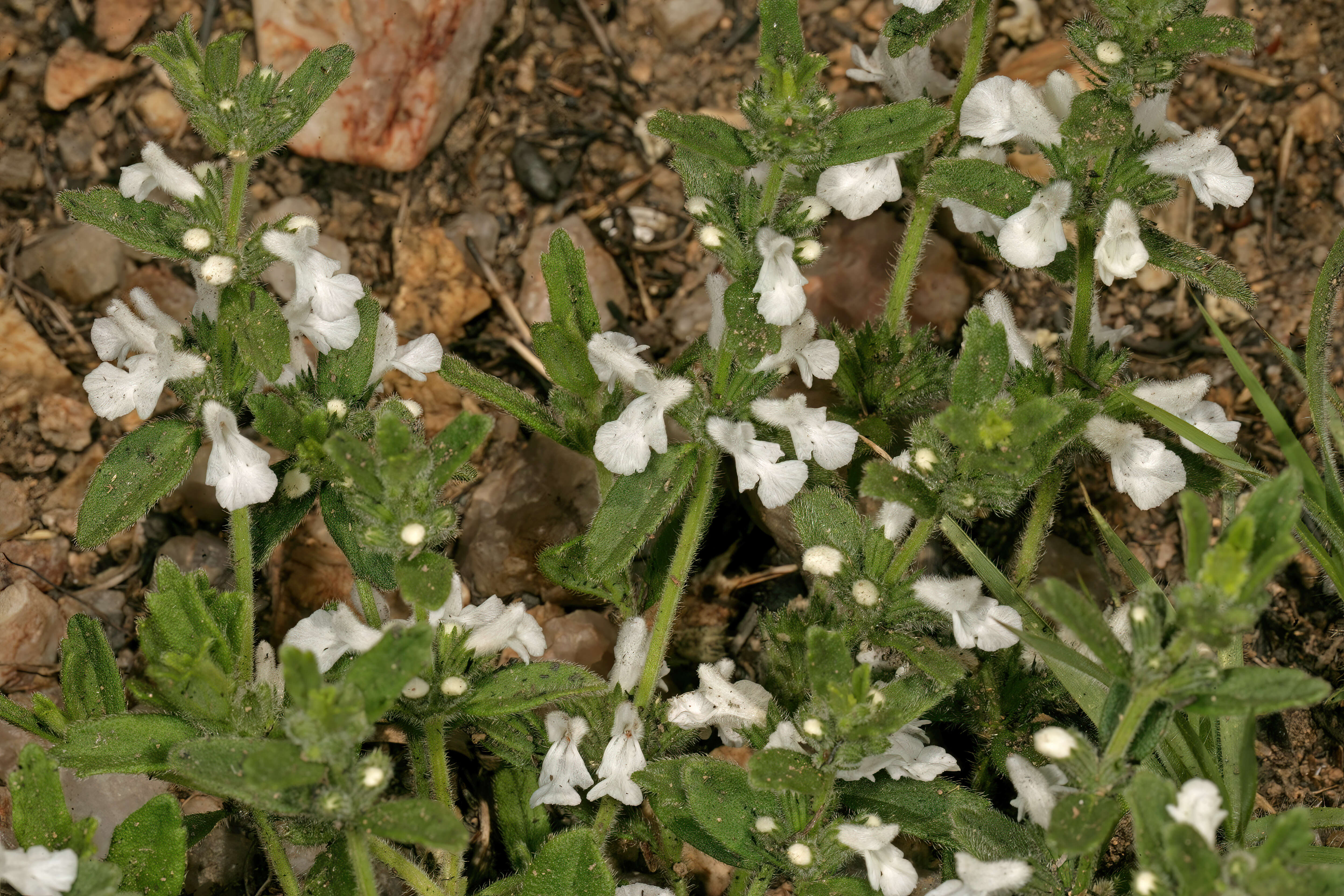 Image of white cat's paw