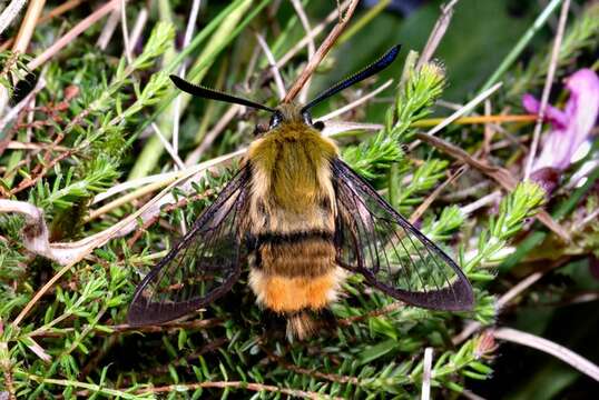 Image of Hemaris Dalman 1816