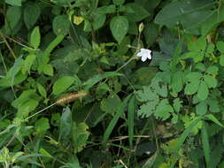 Image of Hibiscus lobatus (Murray) Kuntze