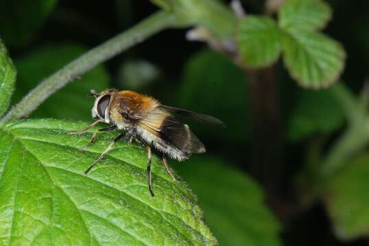 Leucozona resmi