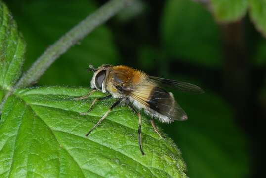 Leucozona resmi