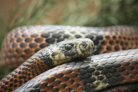 Image of Lampropeltis micropholis Cope 1860