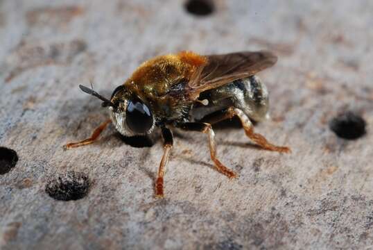 Imagem de Microdon mutabilis (Linnaeus 1758)