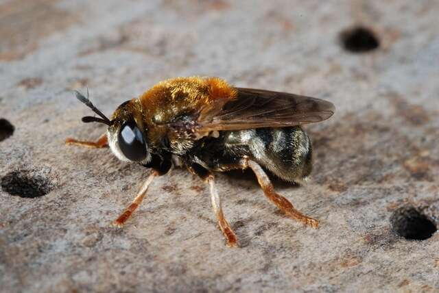 Image of Microdon mutabilis (Linnaeus 1758)