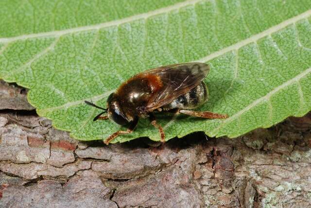 Image of Microdon mutabilis (Linnaeus 1758)