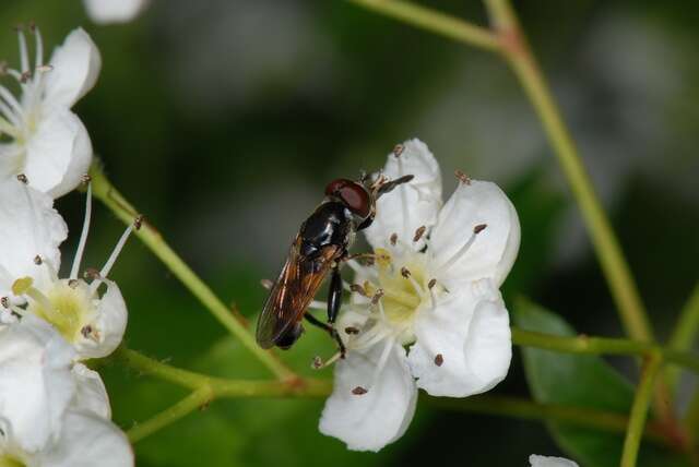 Sivun Tropidia kuva