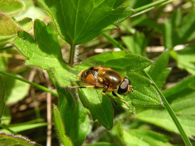 Слика од Eristalis interrupta (Poda 1761)